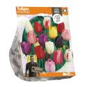 Baltus Tulipa Darwin Mixed tulpen bloembollen per 10 stuks